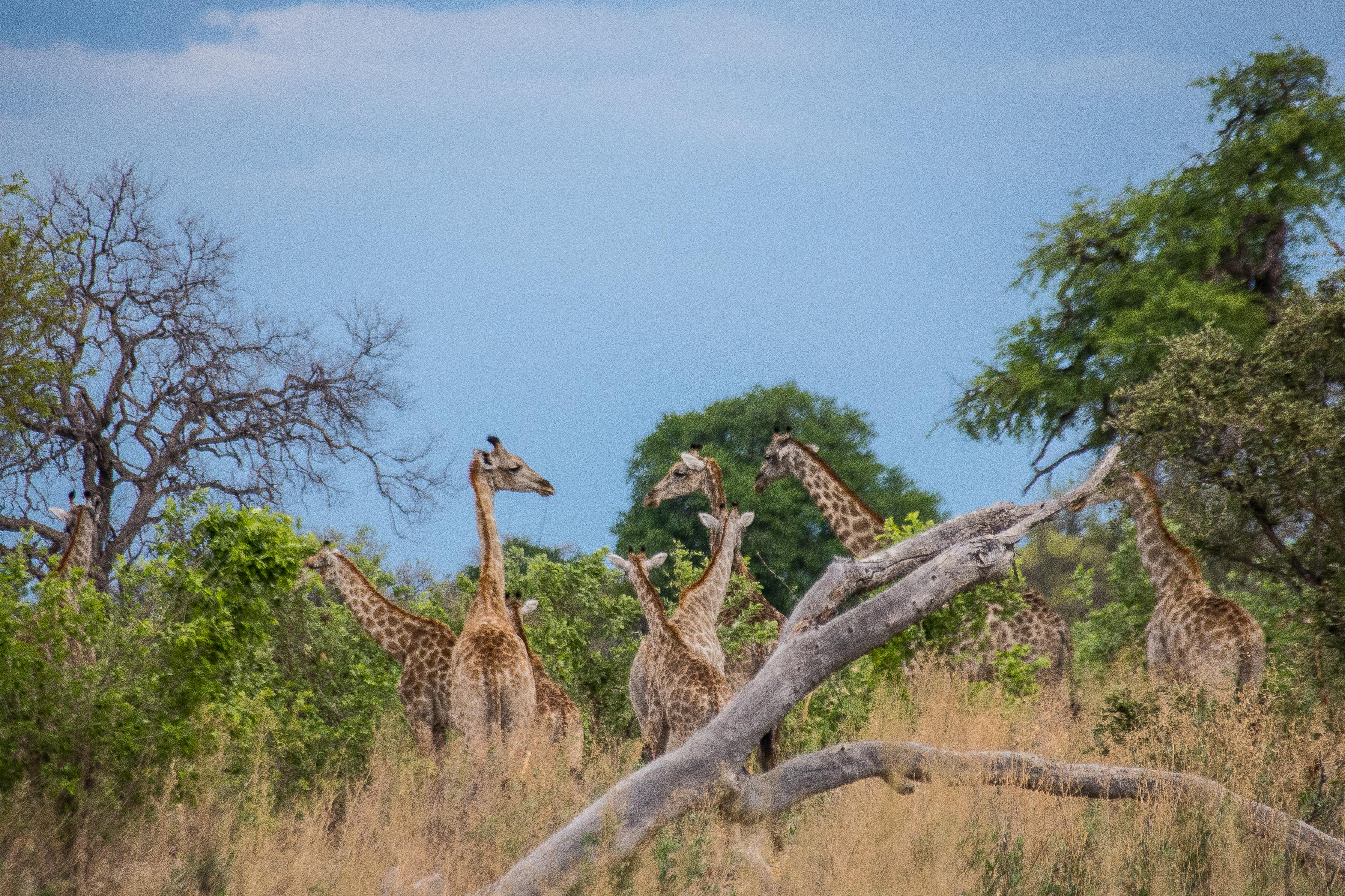 Girafes d'Angola (Angola giraffe, Giraffa giraffa ssp angolensis), 8 adultes et un girafon, Kwando reserve, Delta de l'Okavango, Botswana.